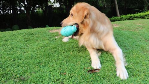 Round Jar Shaped Chew Toy, For Aggressive Chewers